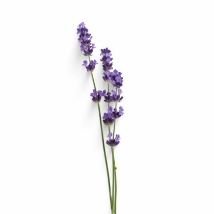 Hidrolato de Lavanda