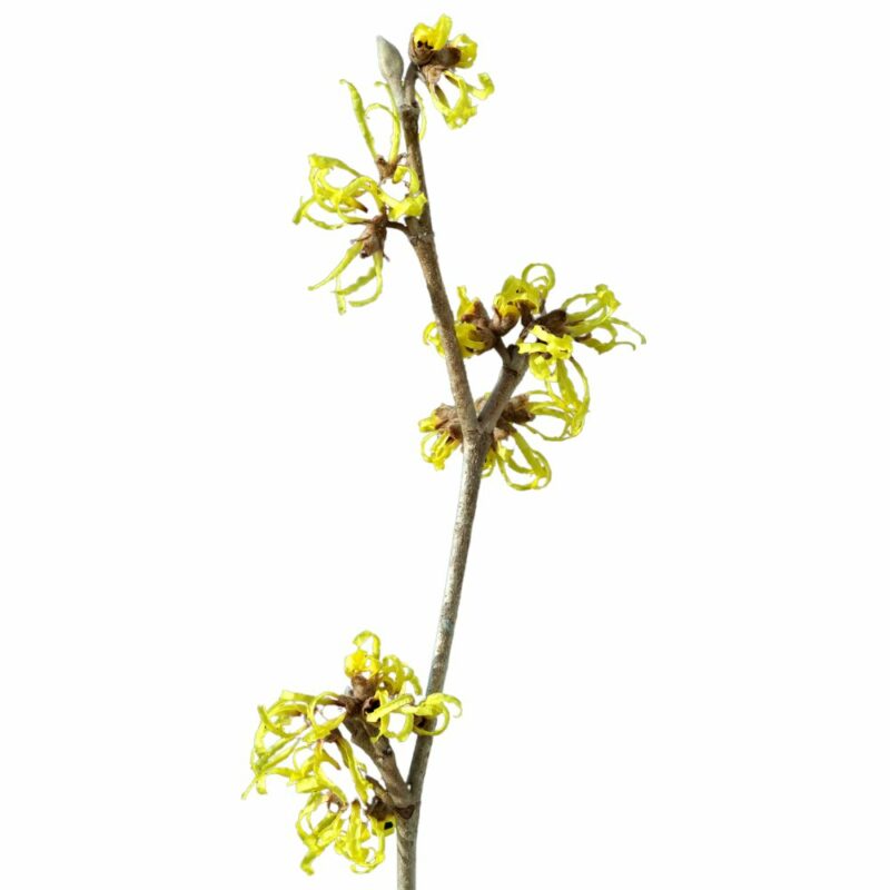 Hidrolato de Hamamelis