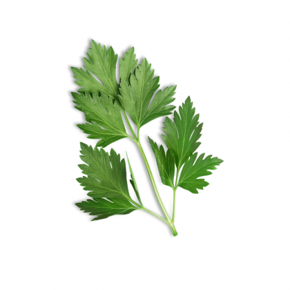 Aceite esencial de Perejil 10ml