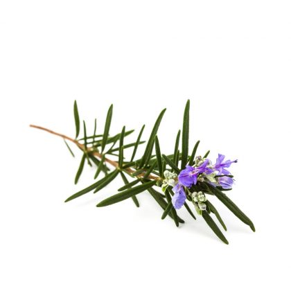 Aceite esencial de Romero verbenona 5 ml