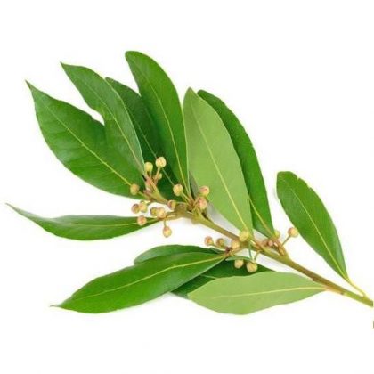 Aceite esencial de Ravensara 10 ml