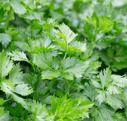 Aceite esencial de Apio